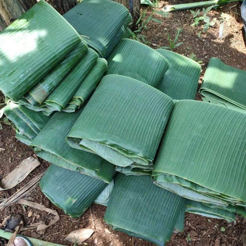 Fresh Banana Leaf