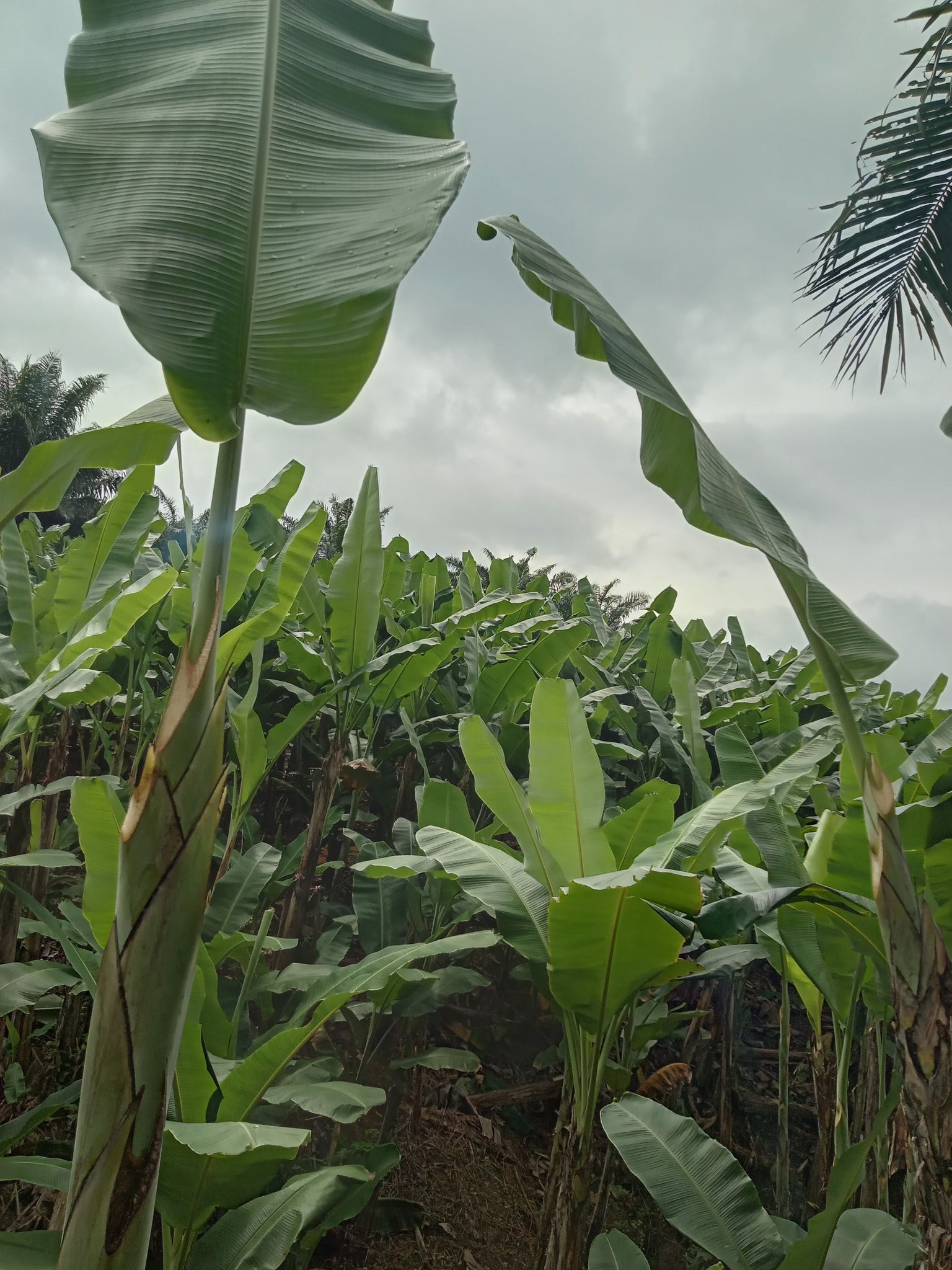 Banana Leaf Plantation