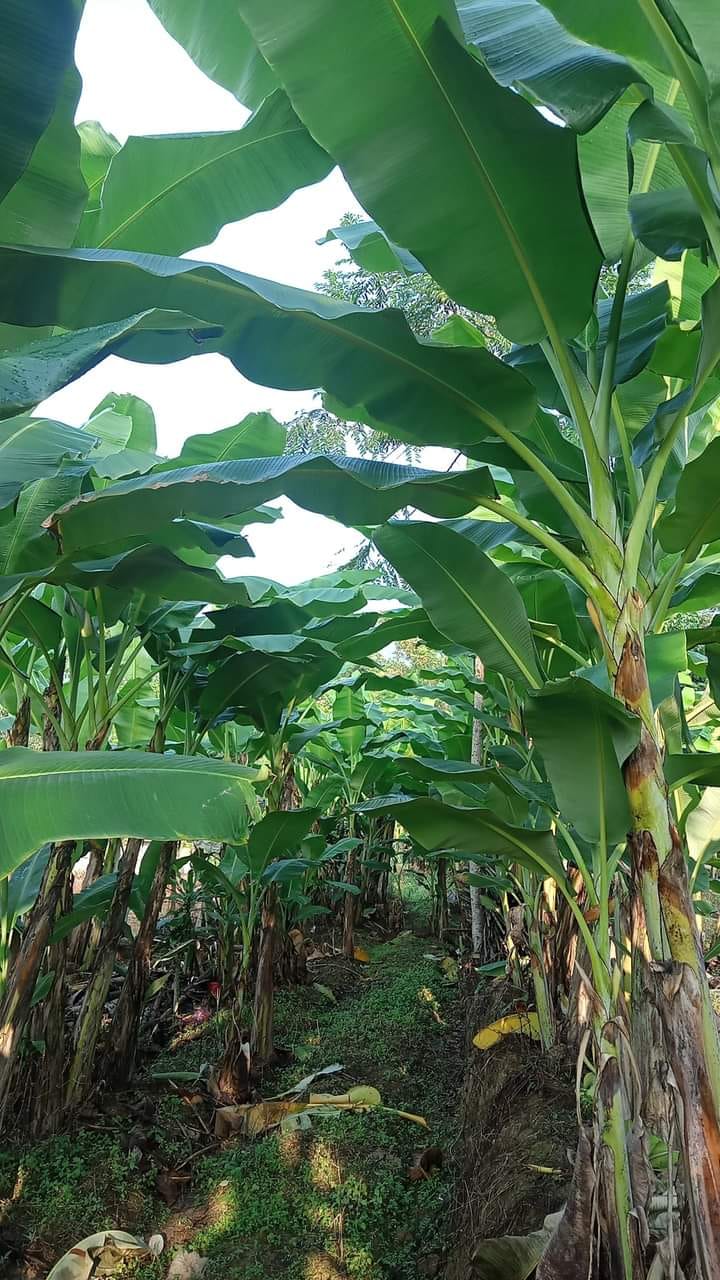 Banana Plantation