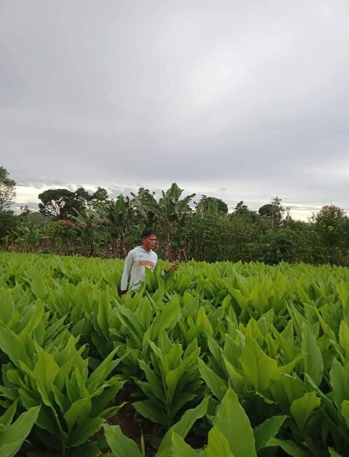 Ladang Kunyit 1