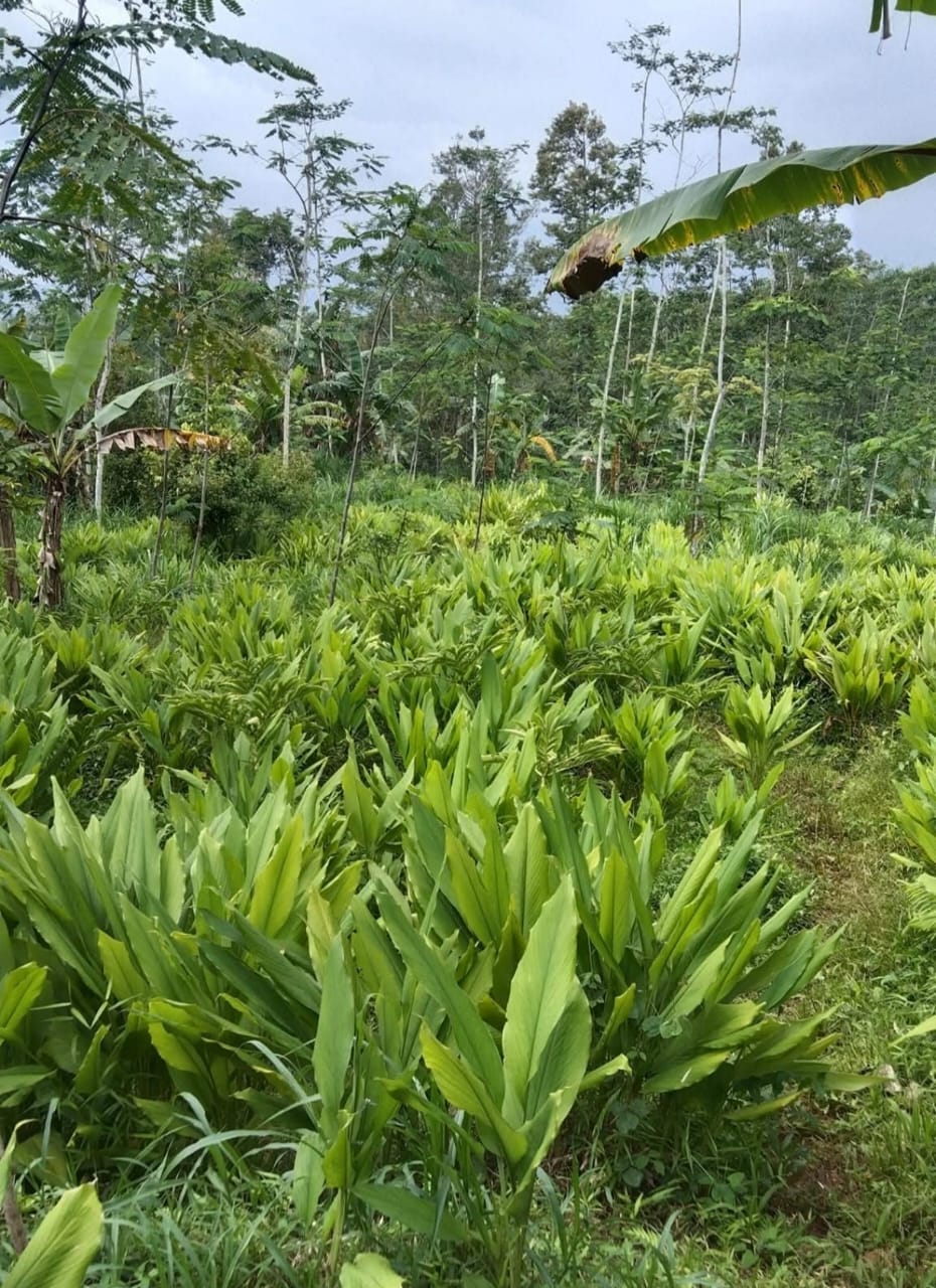 Ladang Kunyit 2